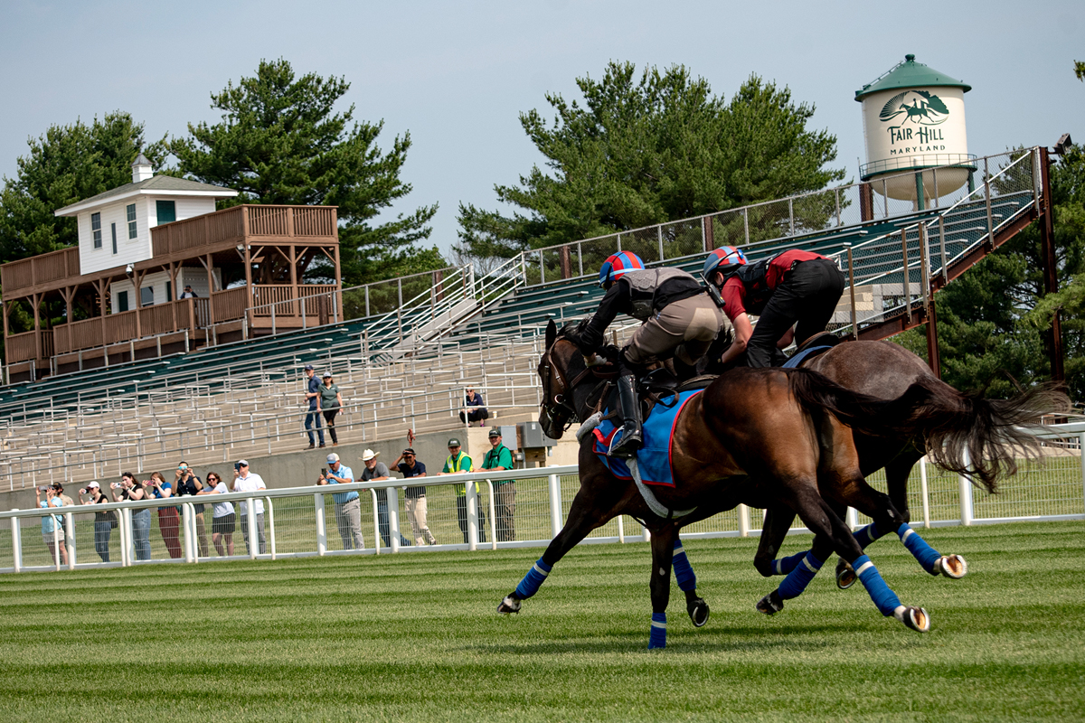 pair of horses passing the grandstand