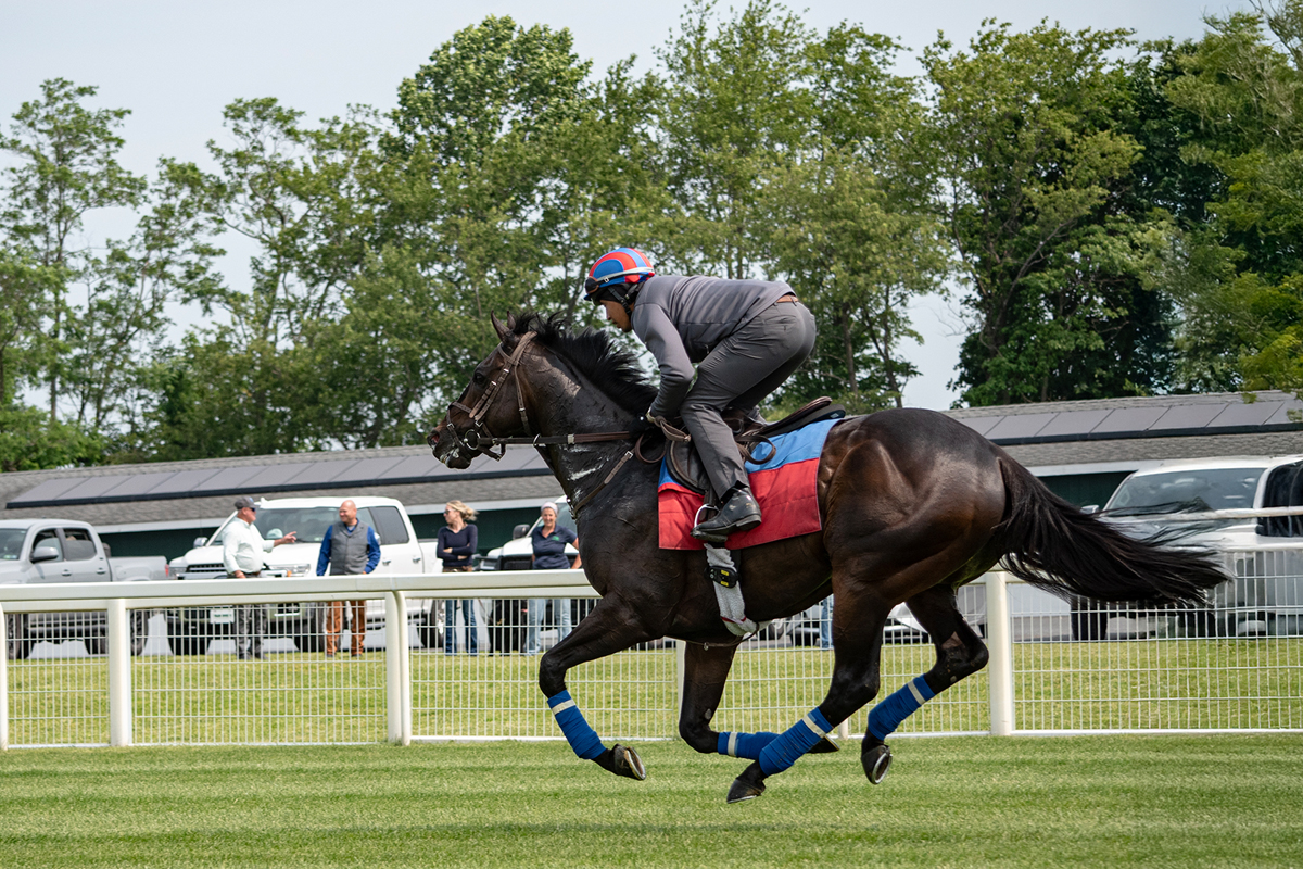 rider fast approaching the grandstands horse and rider appear to be floating in air