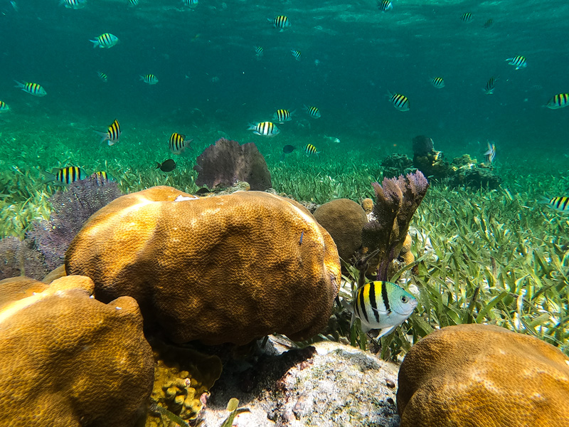 Sergeant majors swinning around brain coral