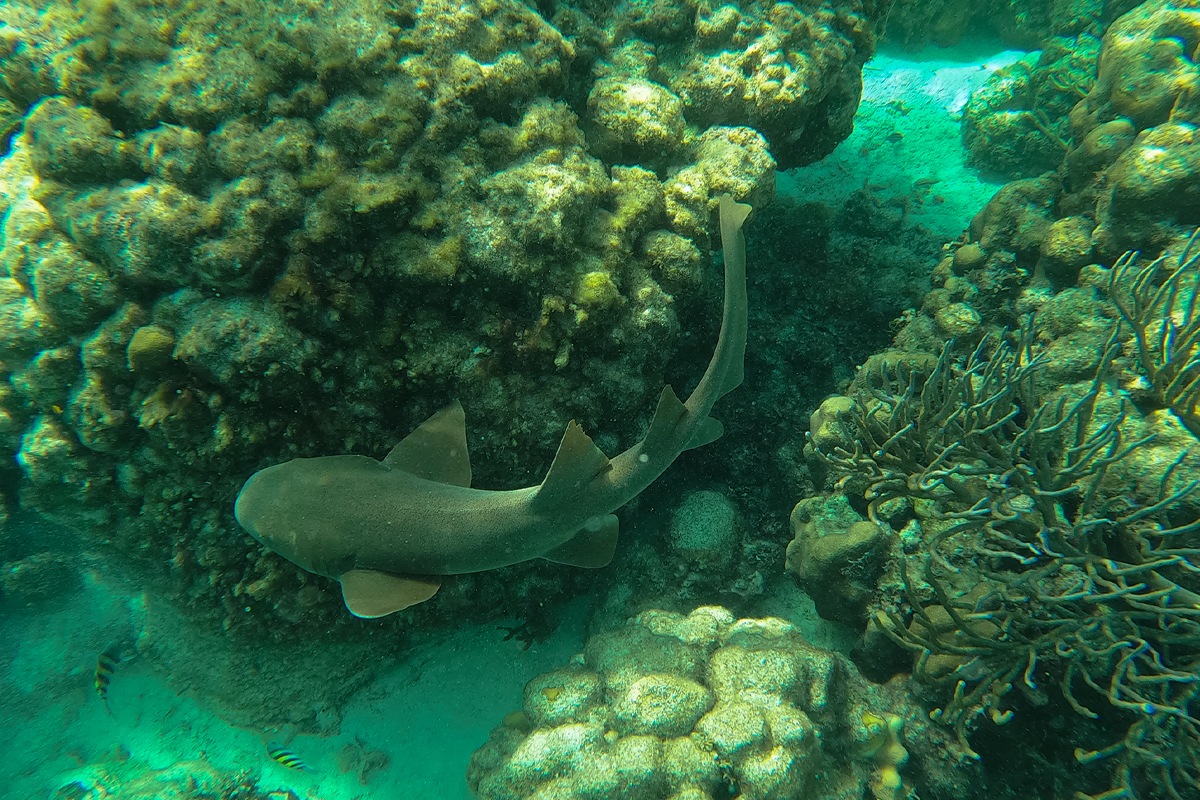 Nurse shark hiding in the reef