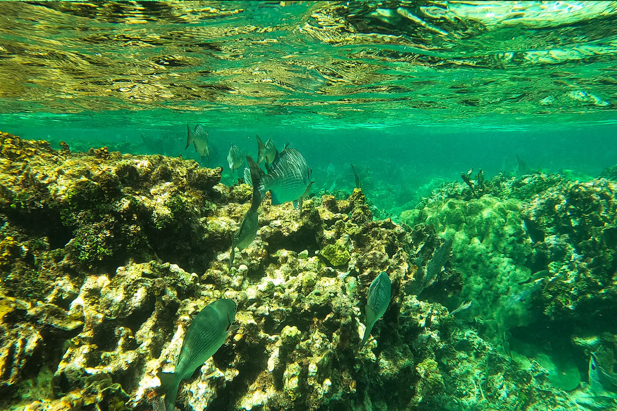 fish swimming to the shallow part of the reef, you can see the reef touching the surface of the water
