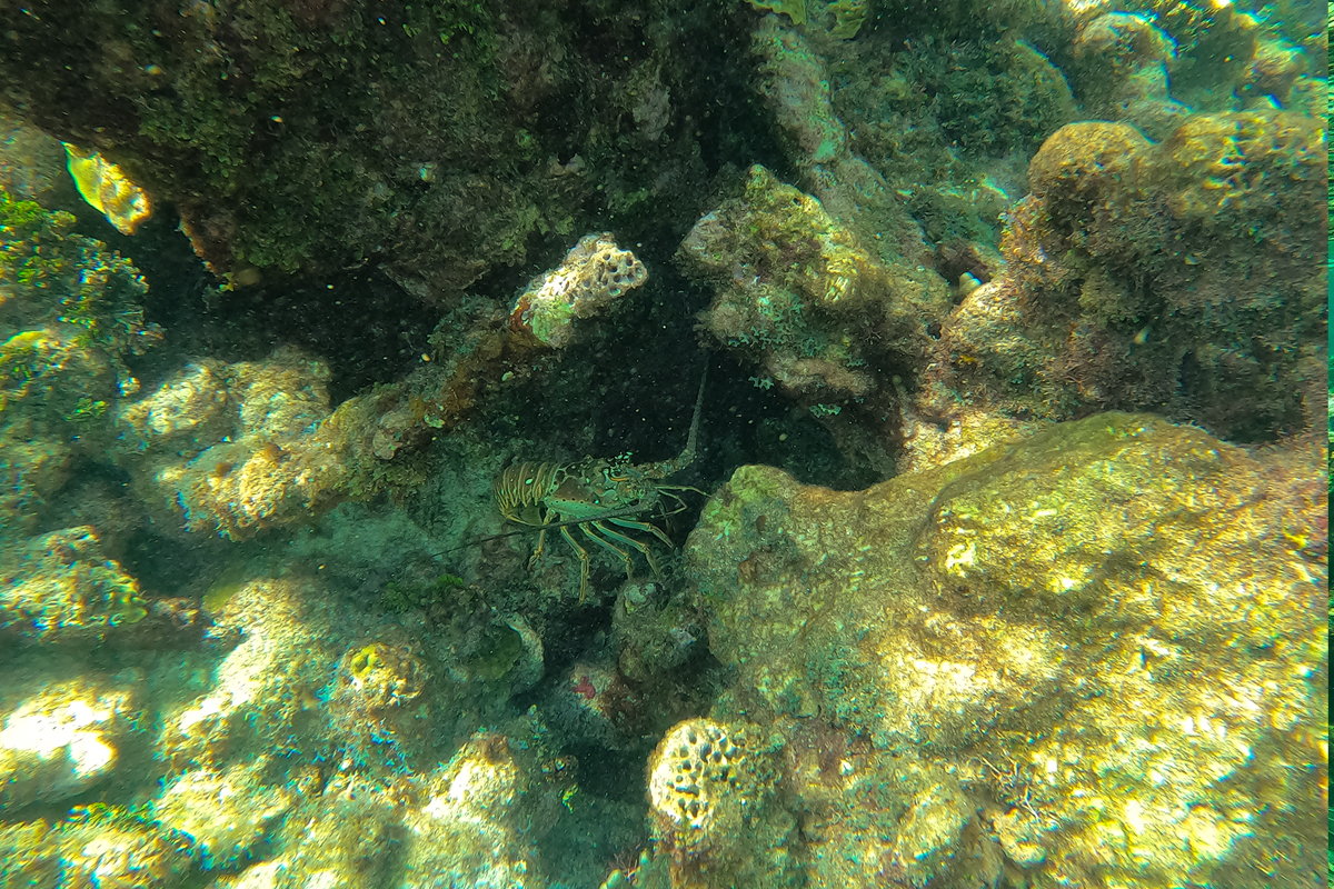 spiny lobster hiding under a reef shelf