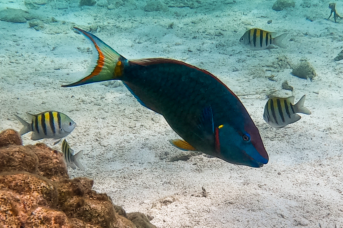 Blue parrot fish looking into the camera