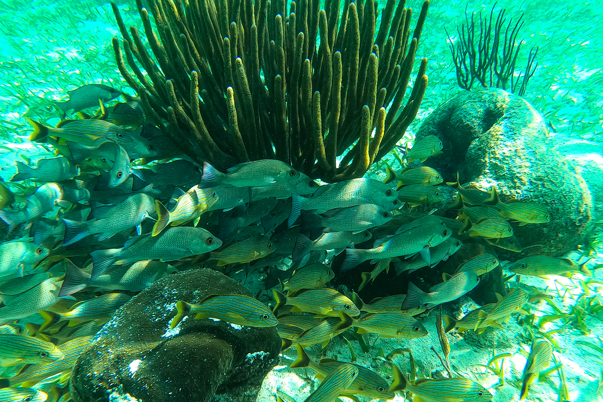 school of blue striped grunts by a reef outcrop